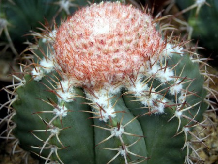 Melocactus matanzanus